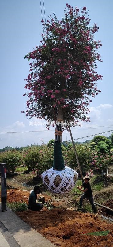 30公分紅花紫薇價(jià)格，20公分嫁接紫薇哪里便宜，紫薇哪里多