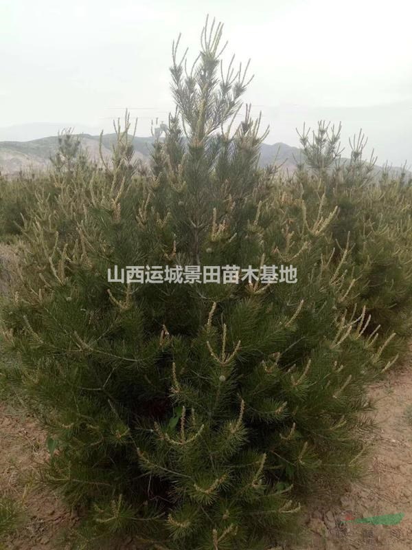 山西1米5到2米白皮松基地量大·1.5米白皮松大量批發價格