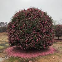 2米精品茶梅球哪里便宜，湖南1米茶梅球哪里多，湖南茶梅小苗