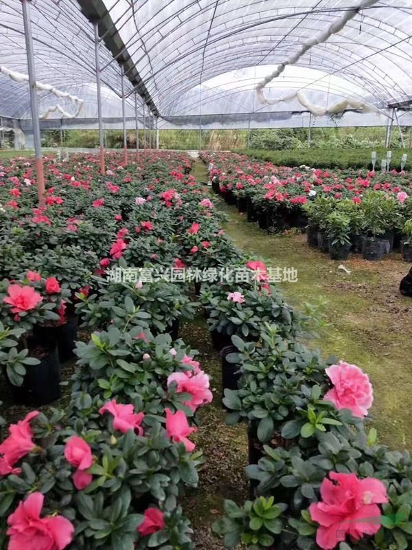 湖南西洋杜鵑杯苗價(jià)格，湖南裸根地被西洋鵑報(bào)價(jià)，比利時(shí)杜鵑價(jià)格
