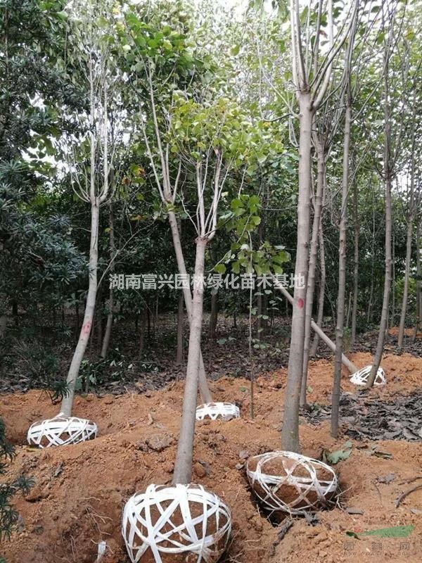 批發(fā)花白玉蘭價(jià)格，白玉蘭哪里有賣，12公分白玉蘭廠家直銷