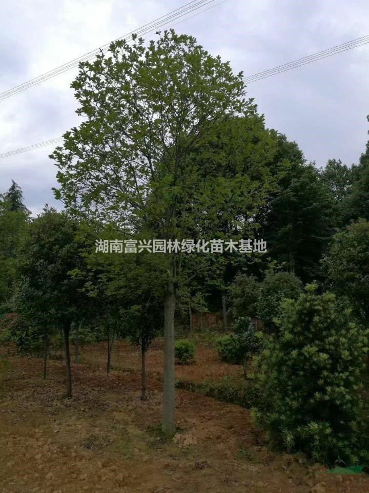 批發(fā)花白玉蘭價(jià)格，白玉蘭哪里有賣，12公分白玉蘭廠家直銷