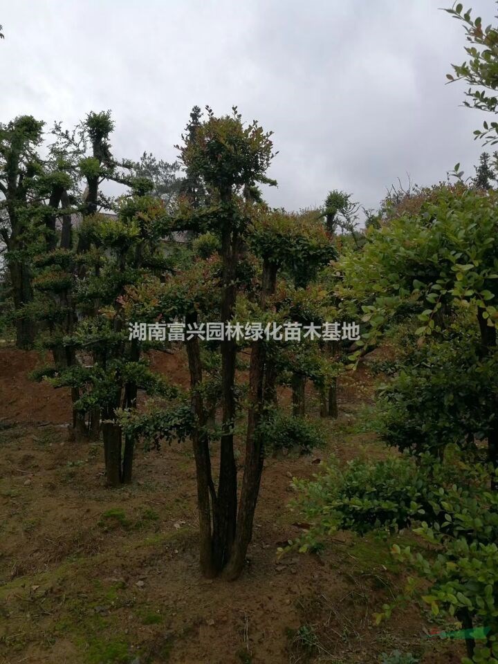 湖南赤楠圓柱價(jià)格，湖南造型赤楠，多桿赤楠，叢生造型赤楠批發(fā)