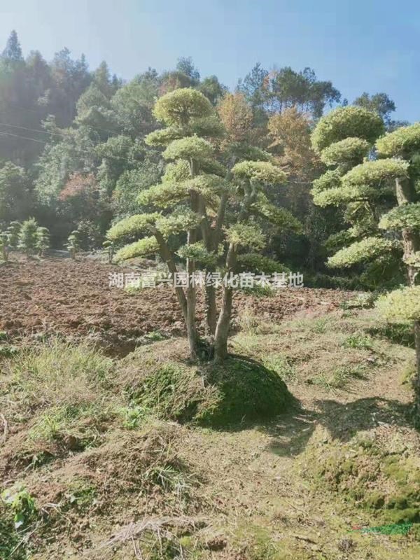 湖南造型黃金水蠟直銷，批發(fā)30公分造型黃金水蠟，湖南造型苗木