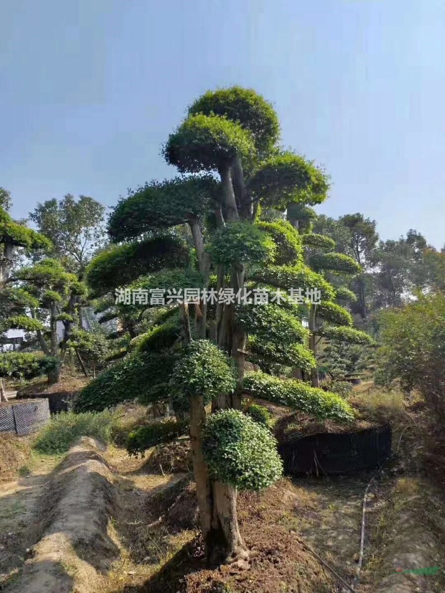 造型小葉女貞批發(fā)，15公分造型小葉女貞，20公分造型女貞價(jià)格