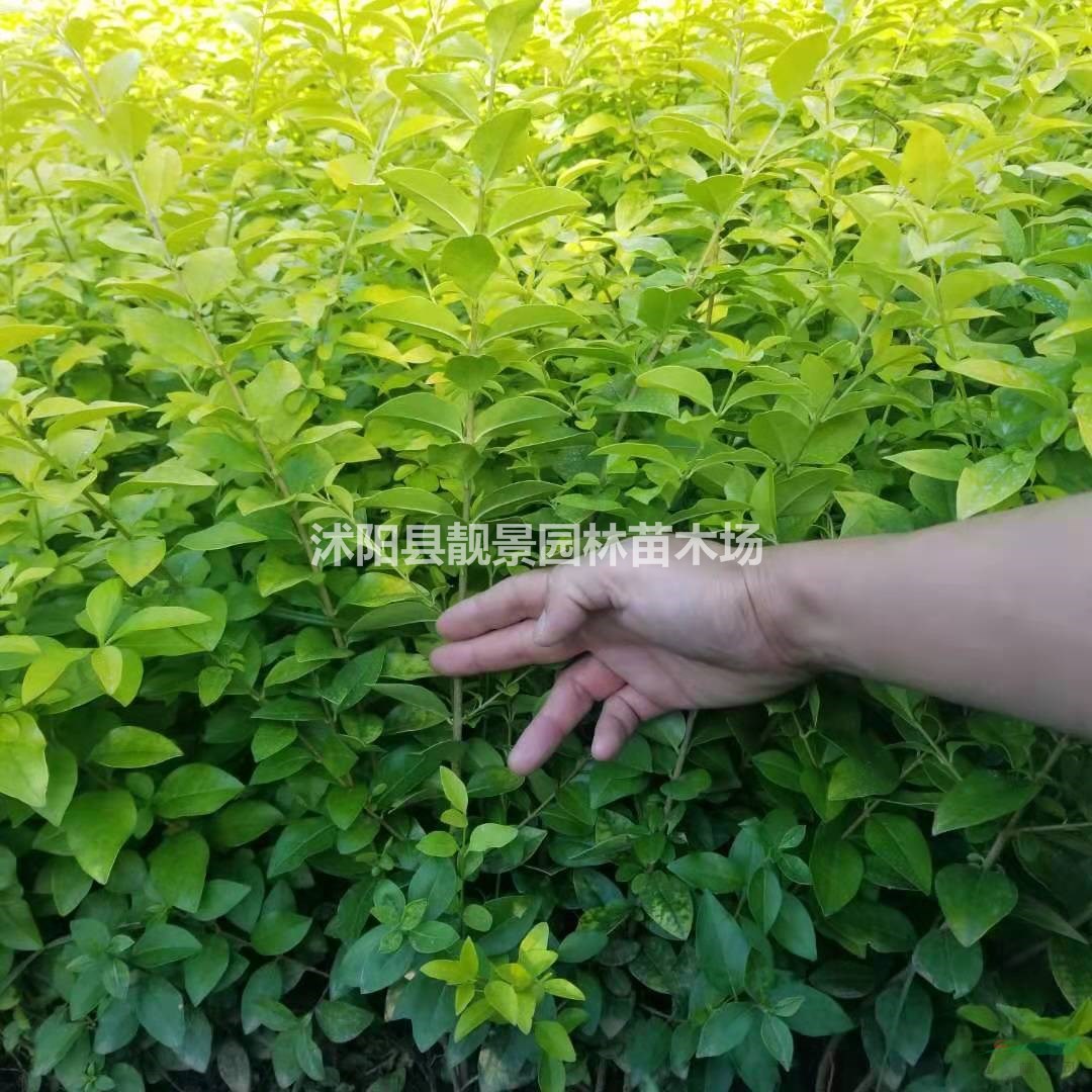 金叶女贞床苗 黄叶女贞毛球 金叶女贞工程苗 庭院观赏地被