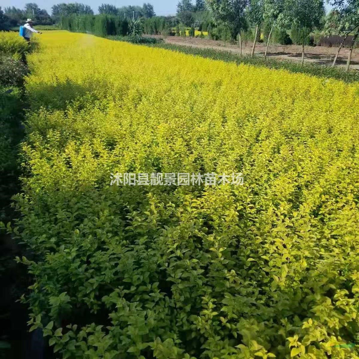 金叶女贞床苗 黄叶女贞毛球 金叶女贞工程苗 庭院观赏地被