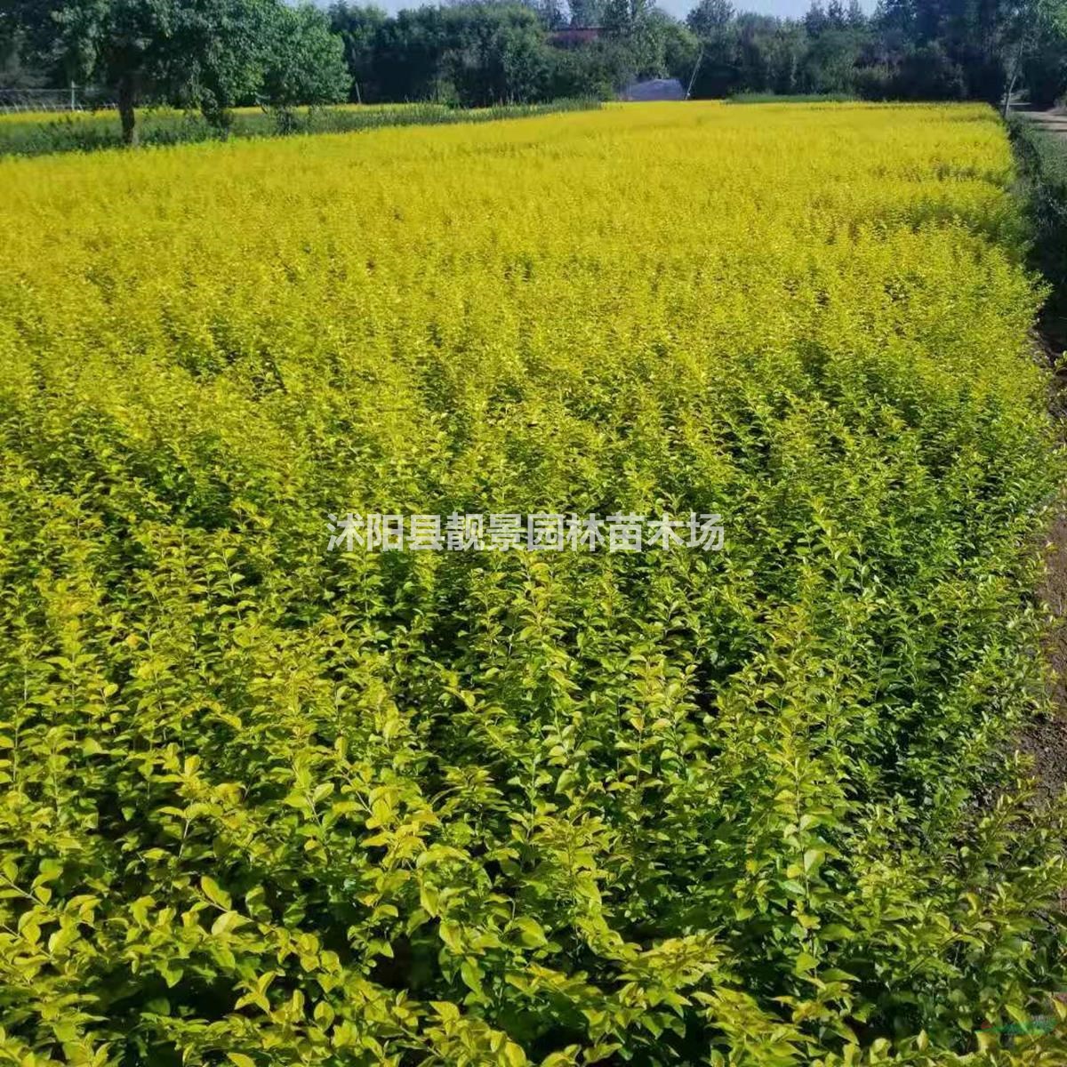 金叶女贞床苗 黄叶女贞毛球 金叶女贞工程苗 庭院观赏地被
