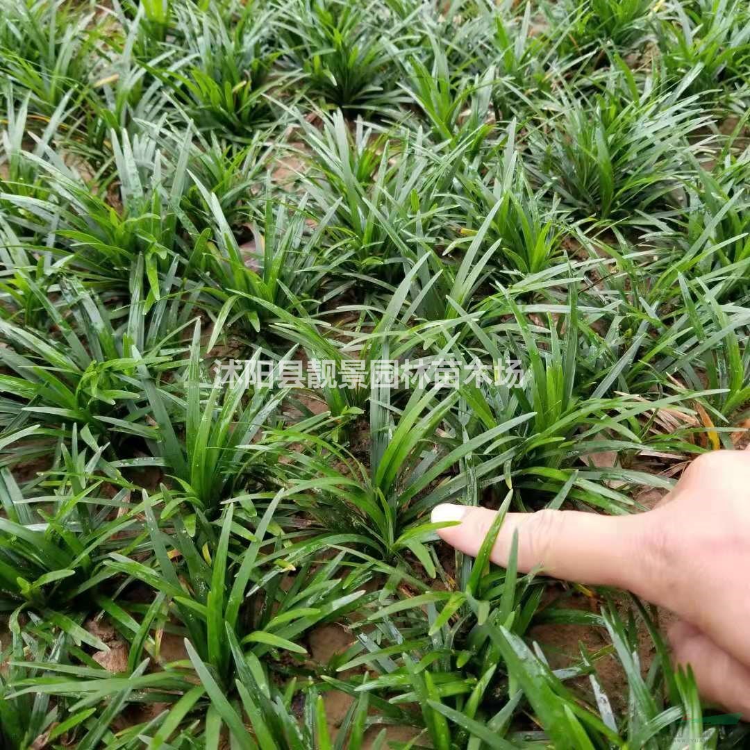 正宗 矮叶麦冬草秋季种植 日本矮麦冬现挖无土苗 量少快递发货