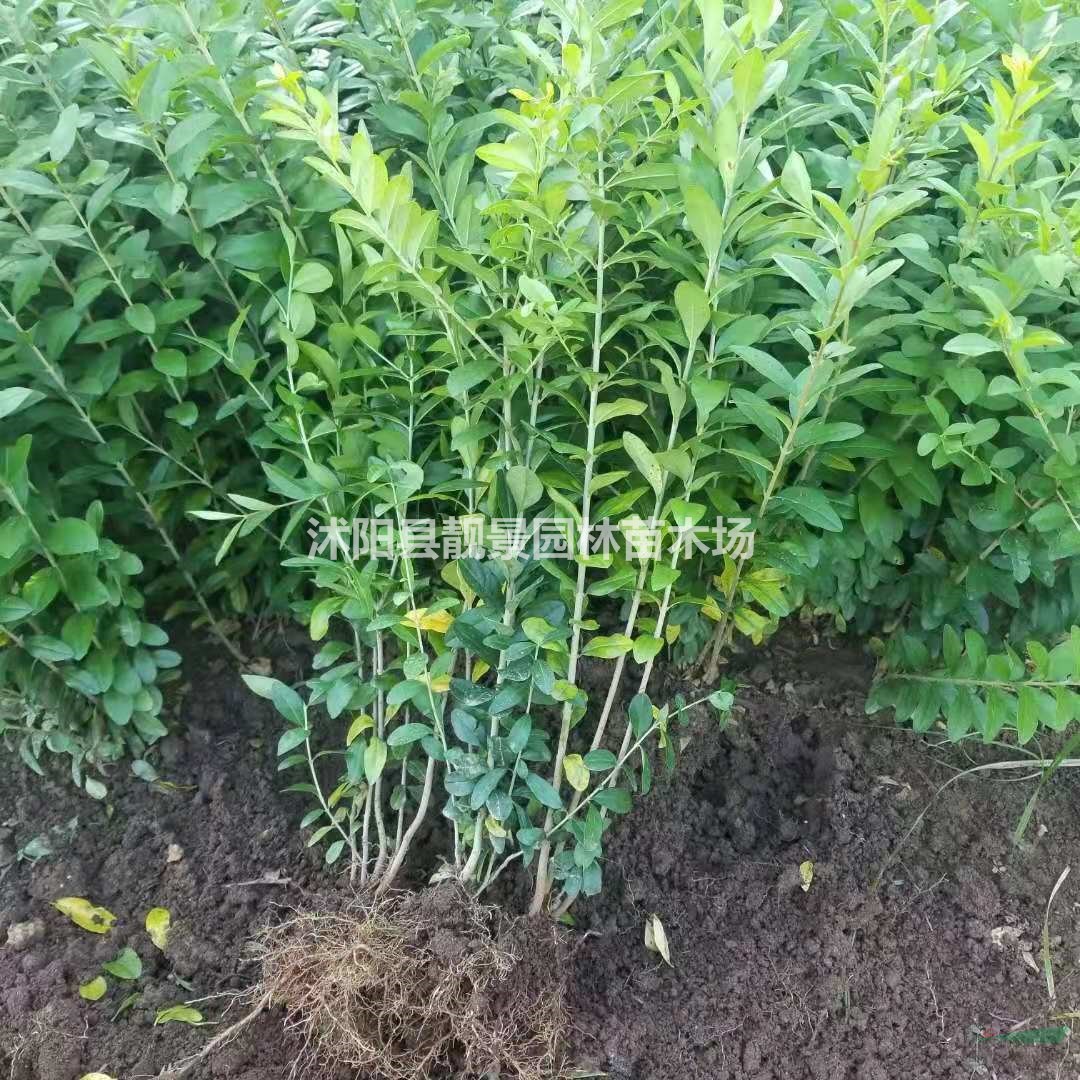 一年水腊绿篱苗 扦插金叶水腊3分支 紫叶水腊适应西北地区种植