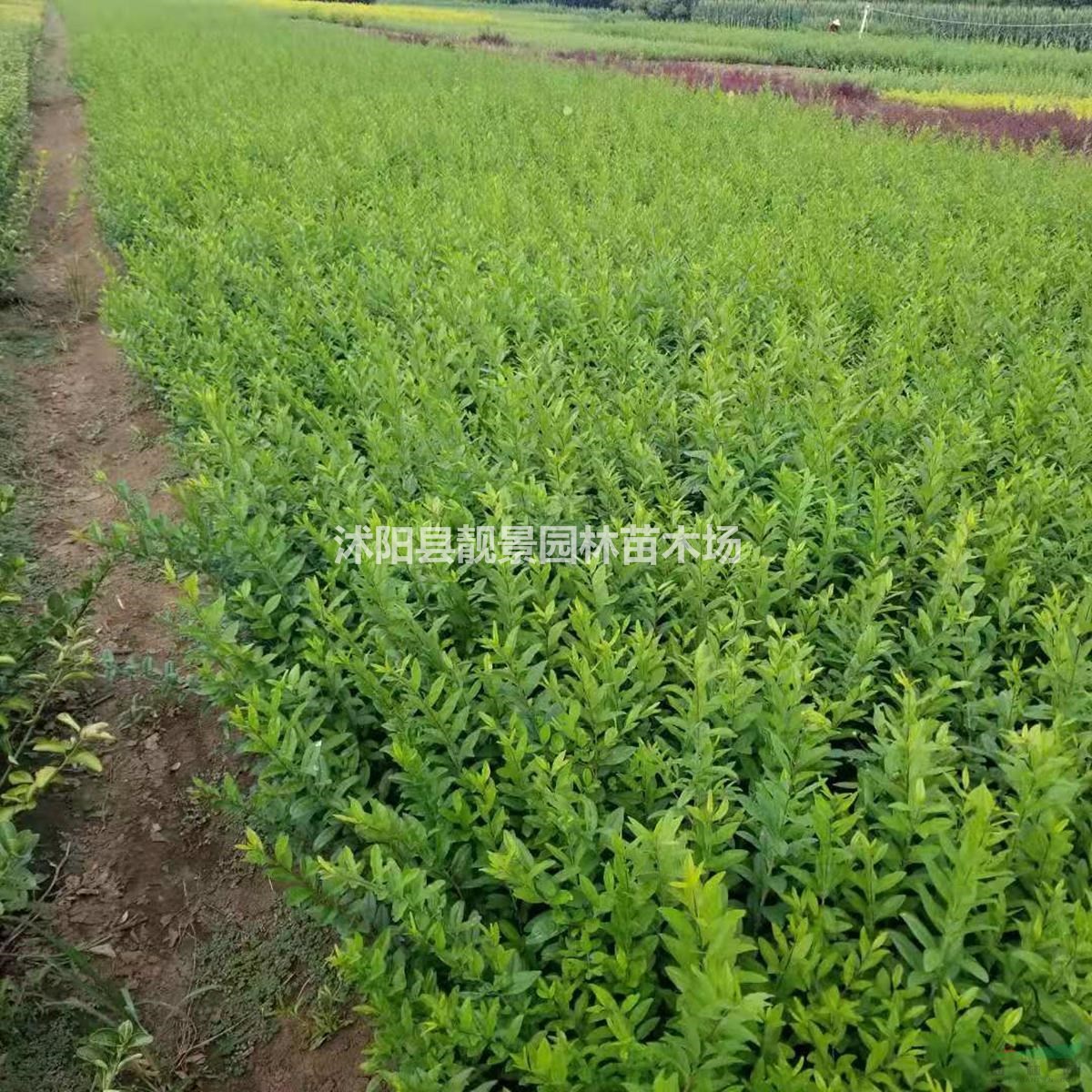 一年水腊绿篱苗 扦插金叶水腊3分支 紫叶水腊适应西北地区种植