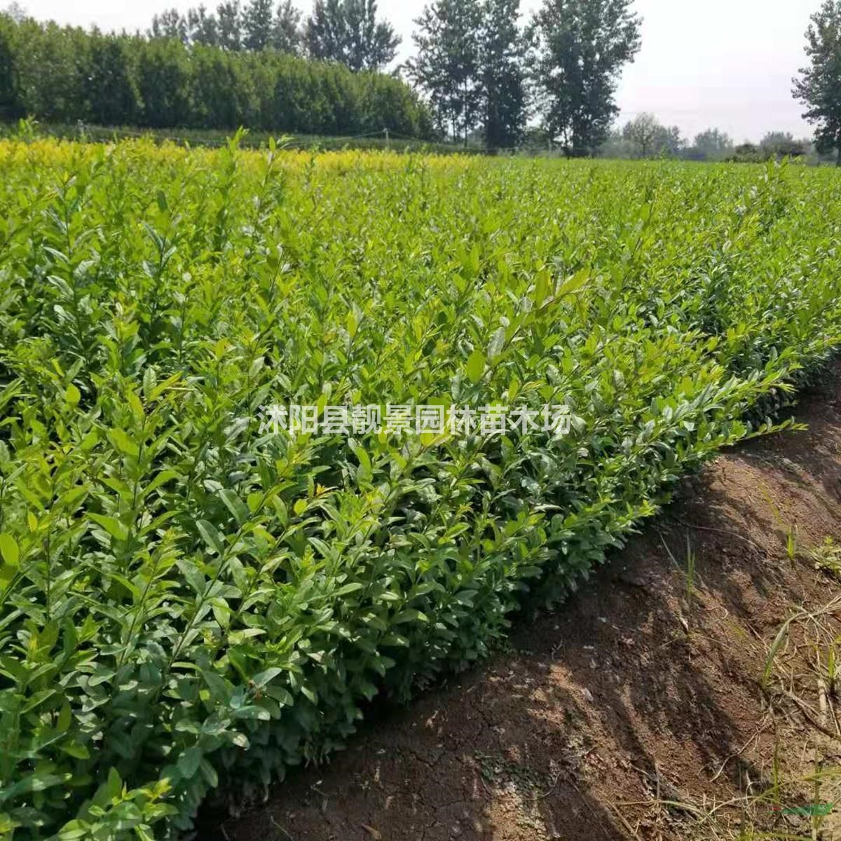 一年水腊绿篱苗 扦插金叶水腊3分支 紫叶水腊适应西北地区种植