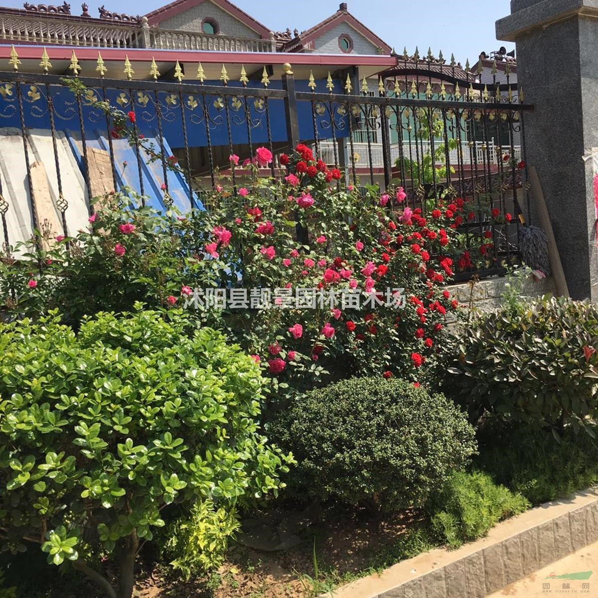 藤本蔷薇1.5米长 有刺蔷薇种植围墙栅栏 爬藤植物快递发货