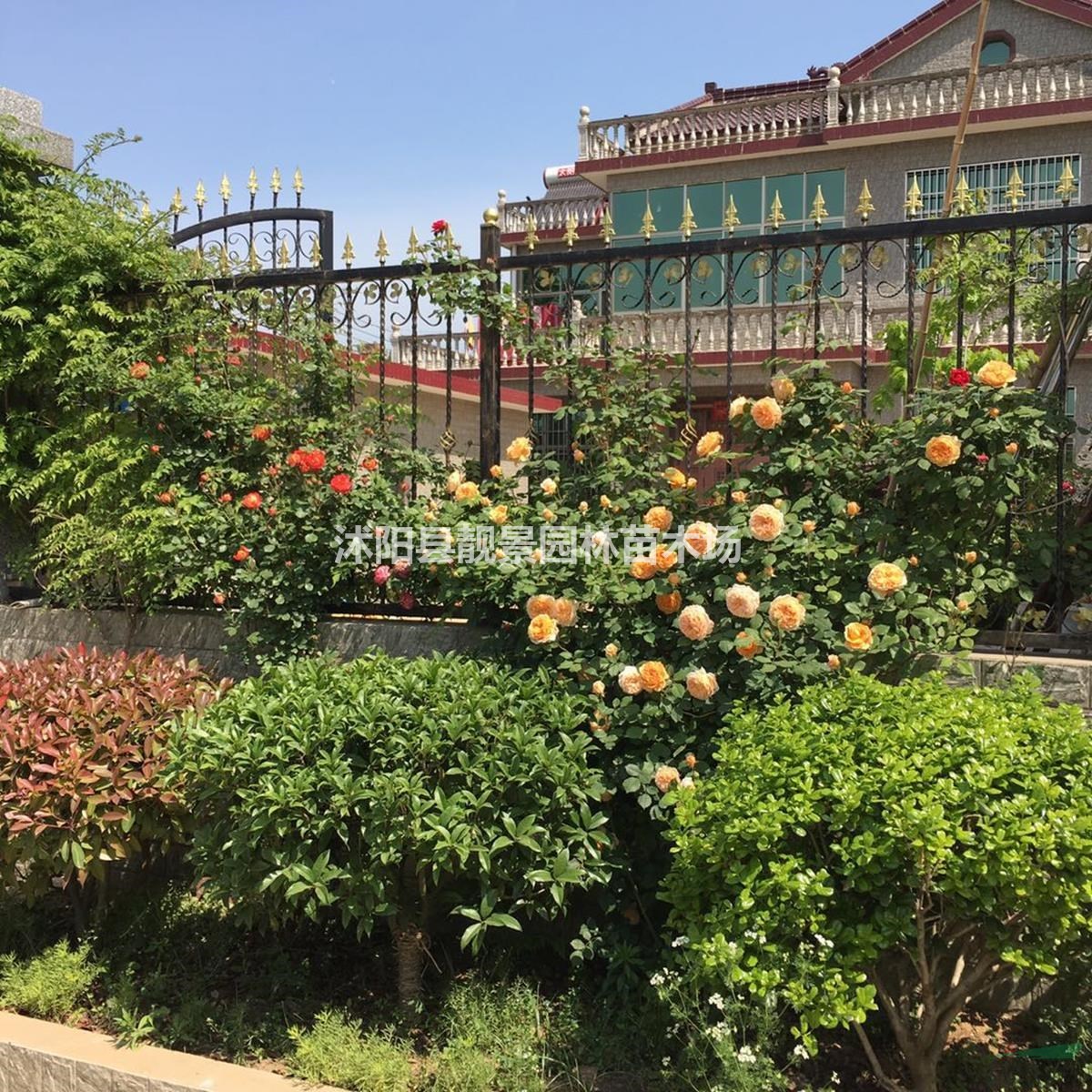 藤本蔷薇1.5米长 有刺蔷薇种植围墙栅栏 爬藤植物快递发货