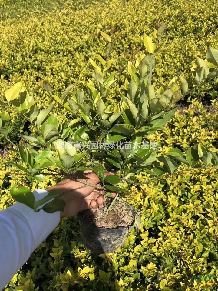 湖南金森女貞杯苗，價格地被金森女貞小苗，瀏陽色塊金森女貞價格