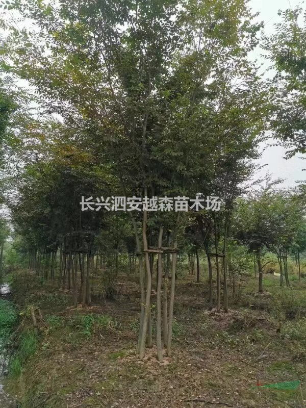 浙江湖州供应5-10公分丛生榉树