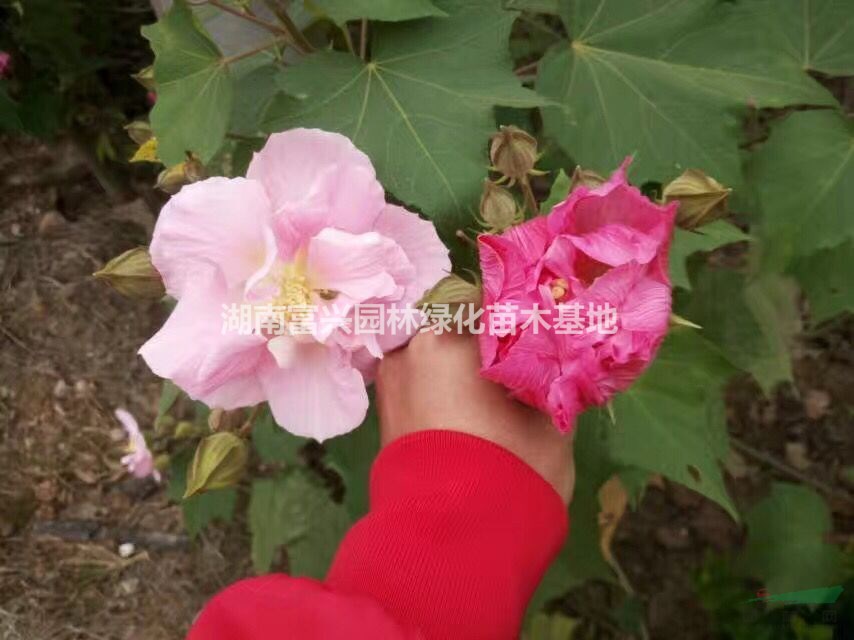 湖南叢生木芙蓉，2米多枝芙蓉花價格，芙蓉花哪里便宜，木芙蓉