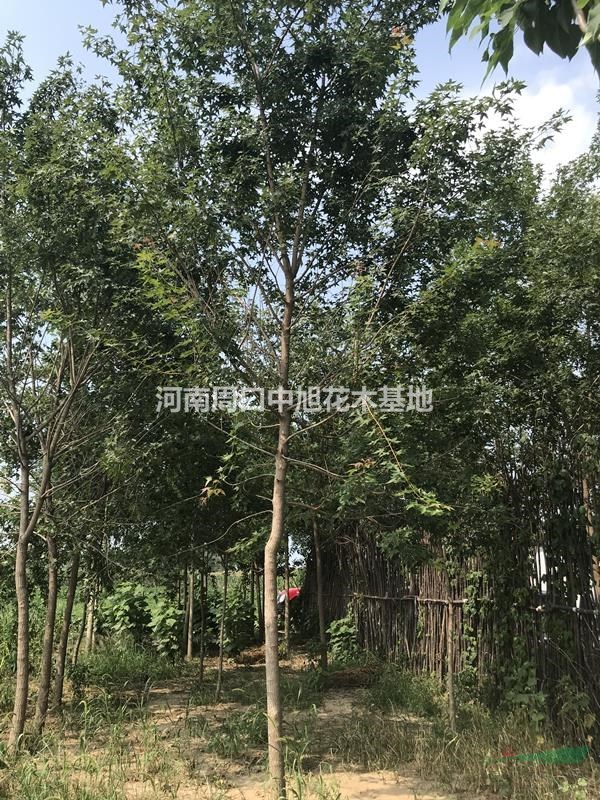 6公分五角楓苗圃直供
