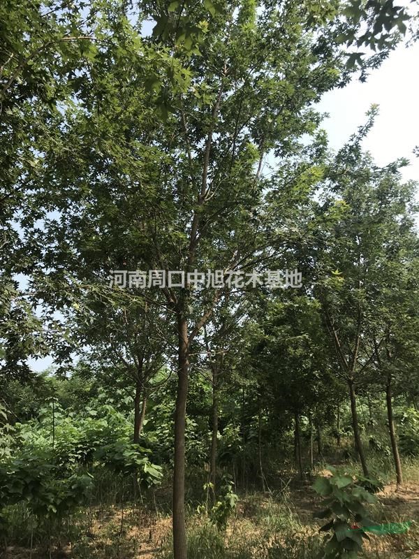 6公分五角楓苗圃直供