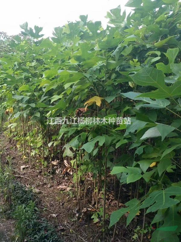 供應當年馬褂木小苗 馬褂木小苗價格 基地直銷 數量大