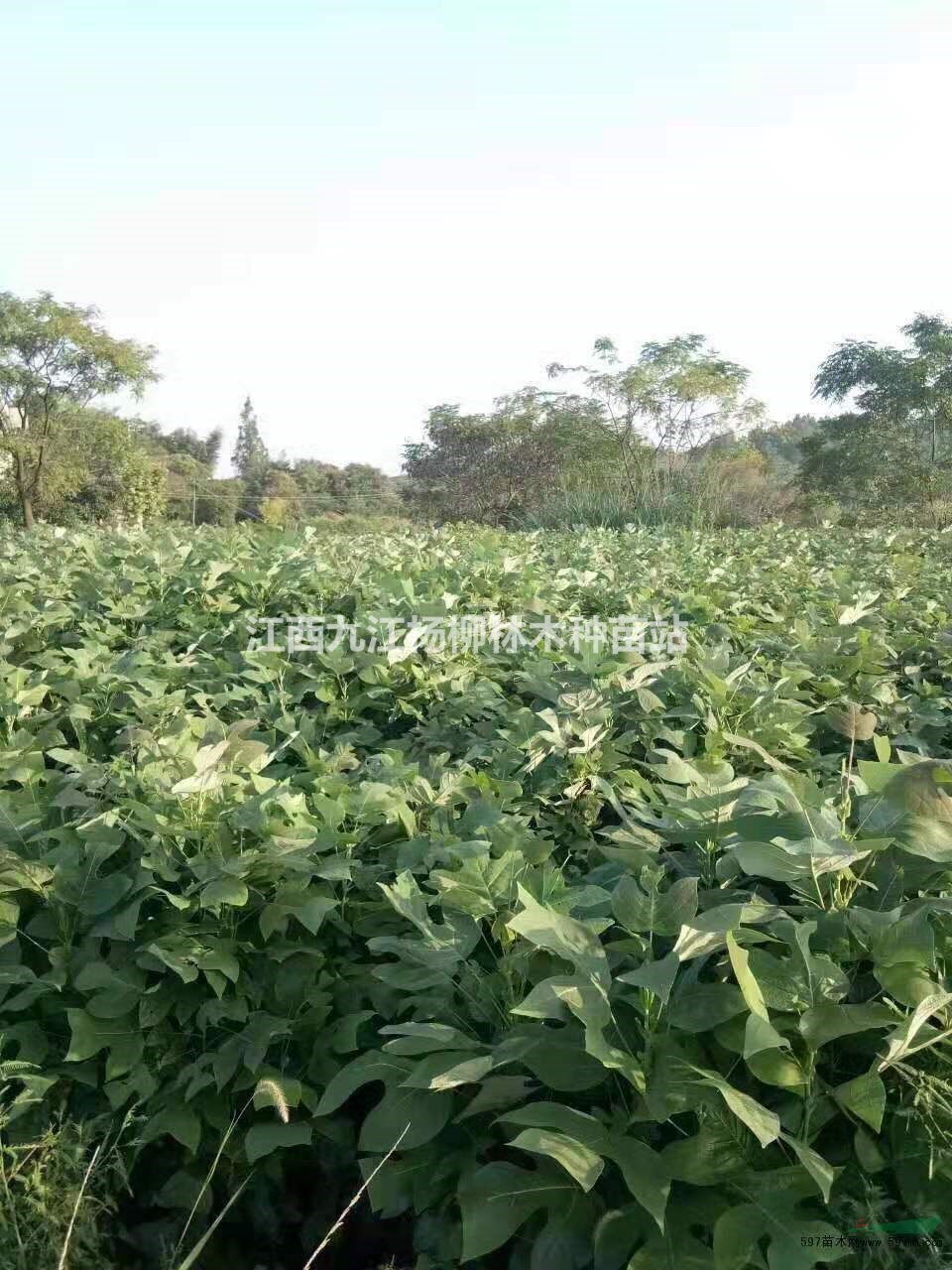 供應當年馬褂木小苗 馬褂木小苗價格 基地直銷 數量大