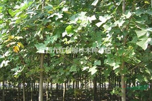 供應當年馬褂木小苗 馬褂木小苗價格 基地直銷 數量大