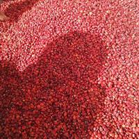 供應紅豆種子 鄂西紅豆種子價格 花梨木種子價格