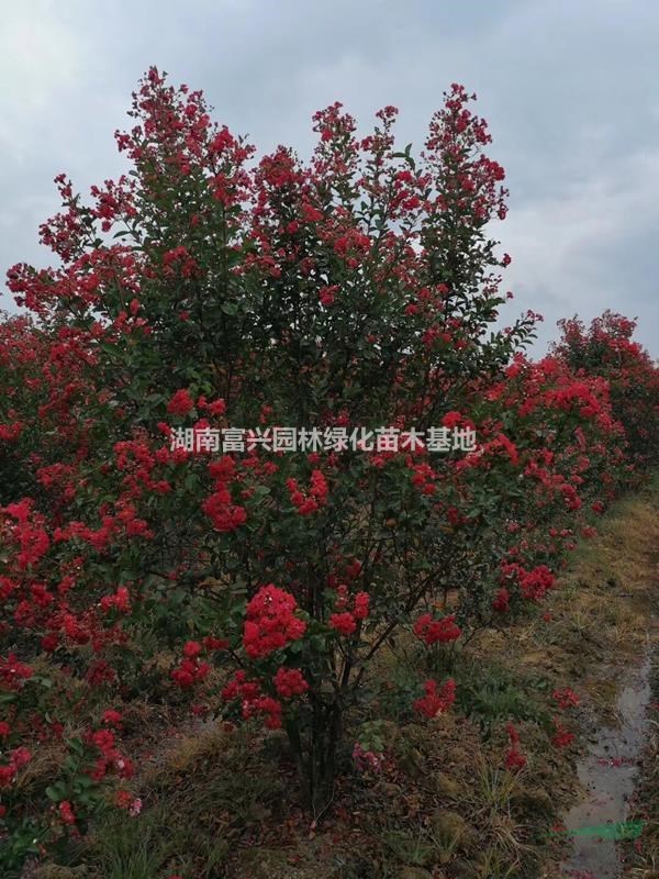 5公分紅火箭價格，湖南紅火箭批發(fā)，1米紅火箭哪里便宜，紅火箭