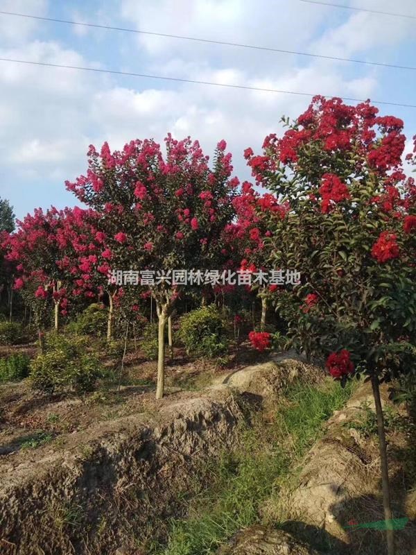 5公分紅火箭價格，湖南紅火箭批發(fā)，1米紅火箭哪里便宜，紅火箭