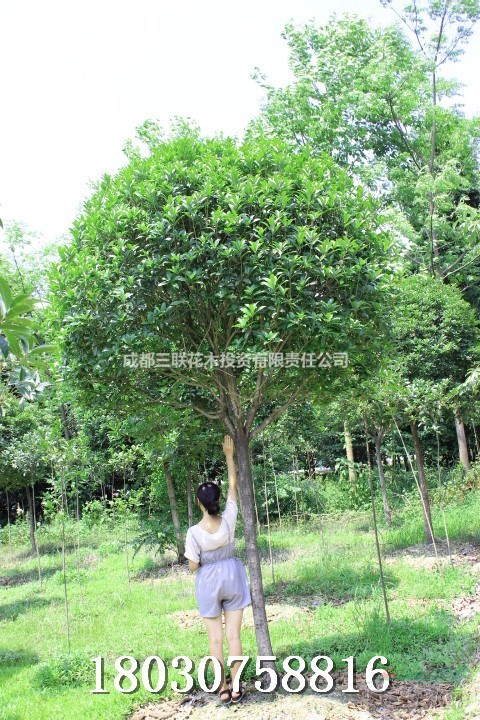 大量高桿桂花出售  四川精品桂花基地  批發(fā)桂花  桂花照片