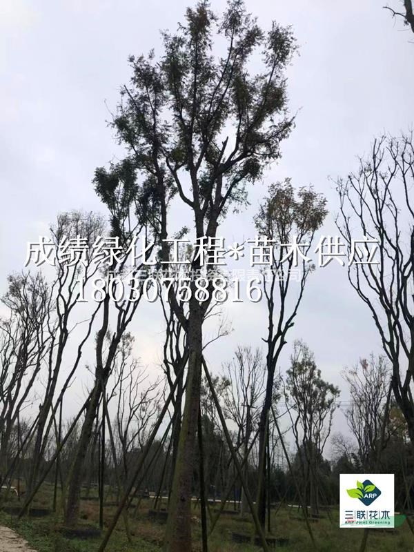  供應(yīng)黃連木 成都黃連木種植基地、黃連木行情、黃連木照片