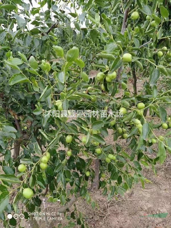 枣树小苗 嫁接枣树种植苗圃 大枣一棵快递发货