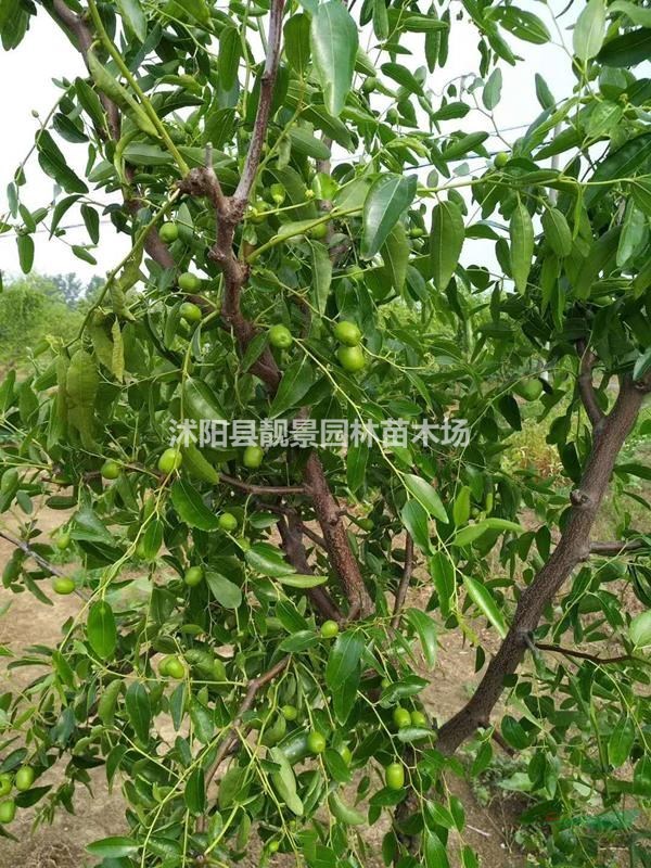 枣树小苗 嫁接枣树种植苗圃 大枣一棵快递发货
