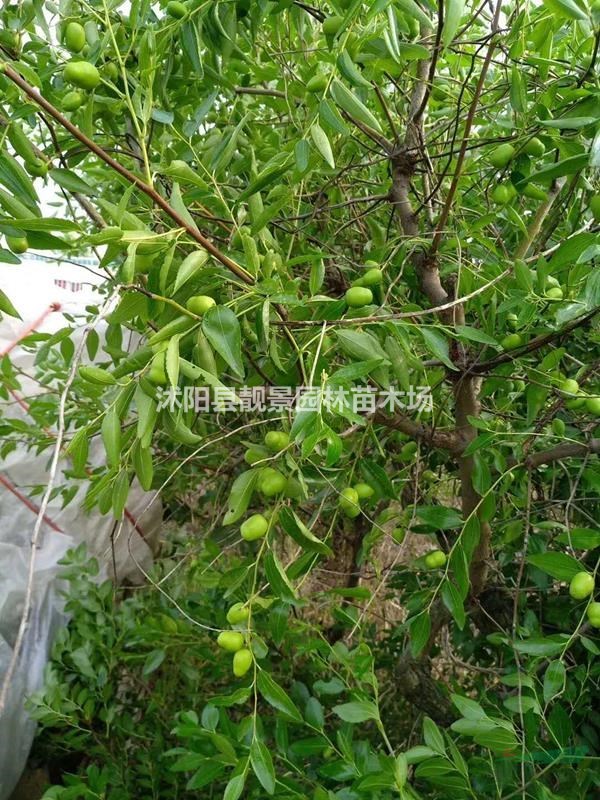 枣树小苗 嫁接枣树种植苗圃 大枣一棵快递发货