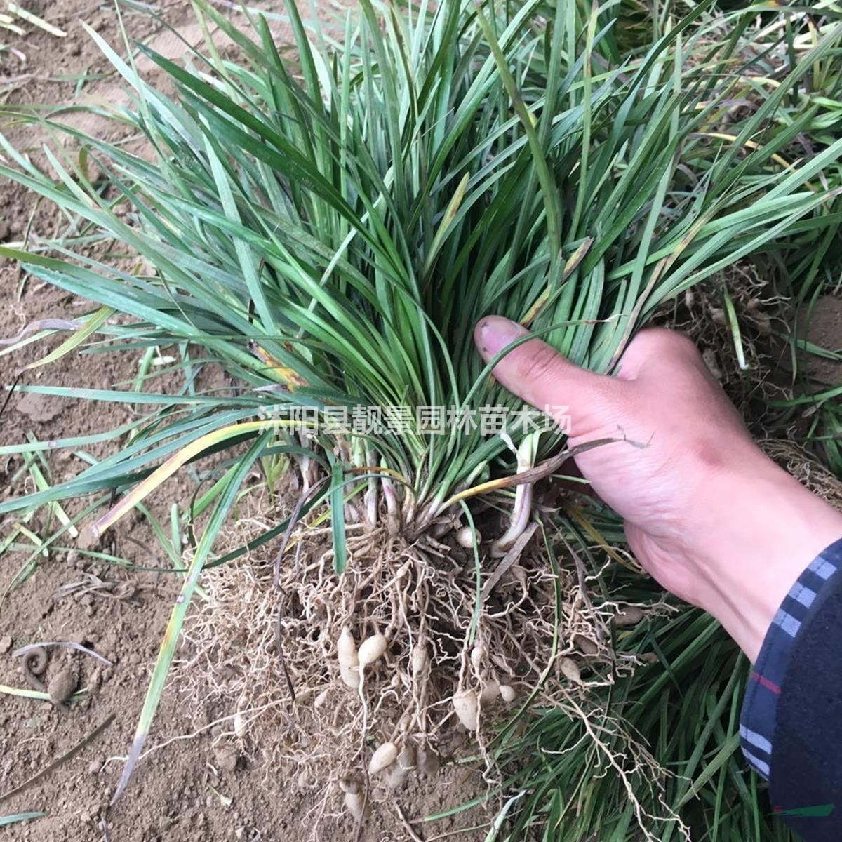 麦冬草基地 细叶麦冬 中叶麦冬草 矮麦冬草快递发货