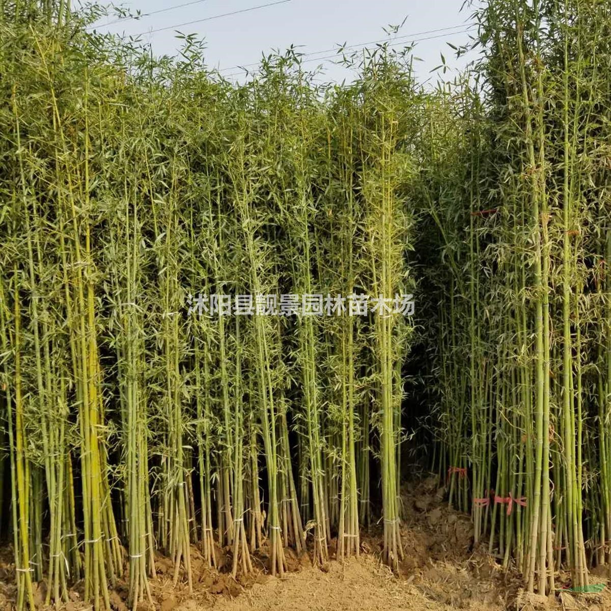 青竹 毛竹 黄竹 紫竹围墙种植 佛肚竹庭院观赏竹