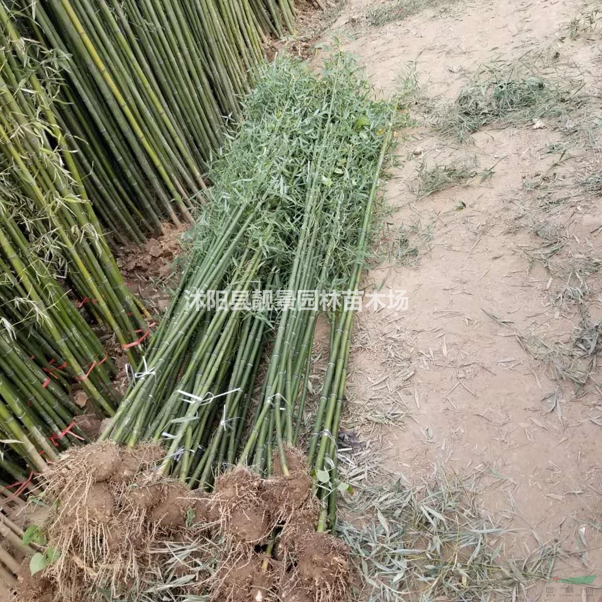 青竹 毛竹 黄竹 紫竹围墙种植 佛肚竹庭院观赏竹