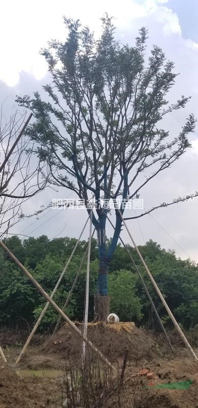 安徽地區(qū)供應(yīng)30-200公分叢生樸樹