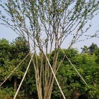 安徽地區供應30-200公分叢生樸樹
