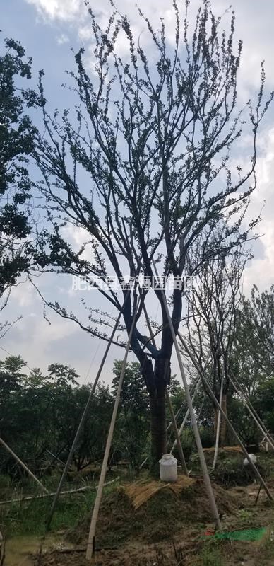 安徽地區(qū)供應(yīng)30-200公分叢生樸樹