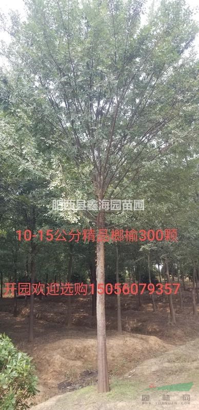 安徽地區(qū)供應(yīng)8-20公分榔榆