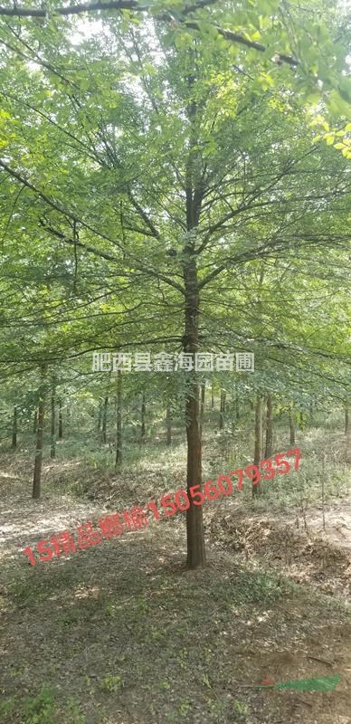 安徽地區(qū)供應(yīng)8-20公分榔榆