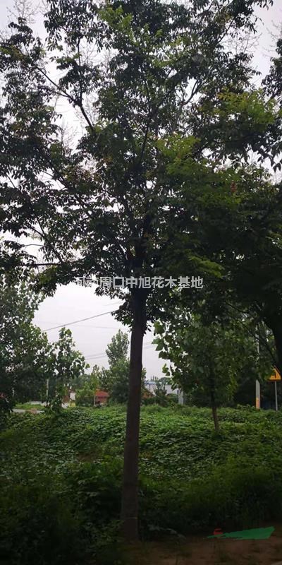 9公分欒樹苗圃直供