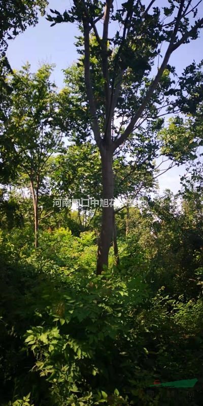 9公分欒樹苗圃直供