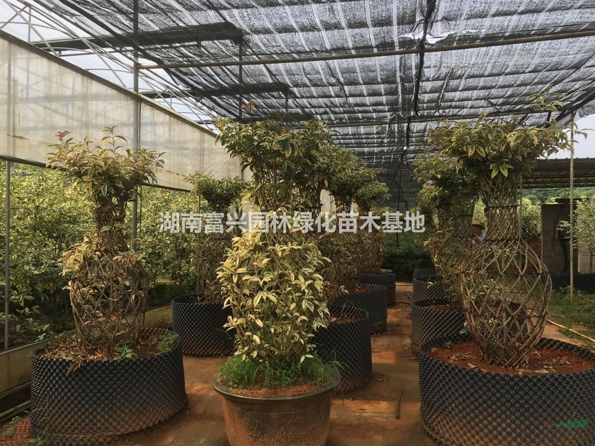 云田彩桂編織花瓶價格，批發(fā)造型云田彩桂花瓶，彩桂編織花瓶價格