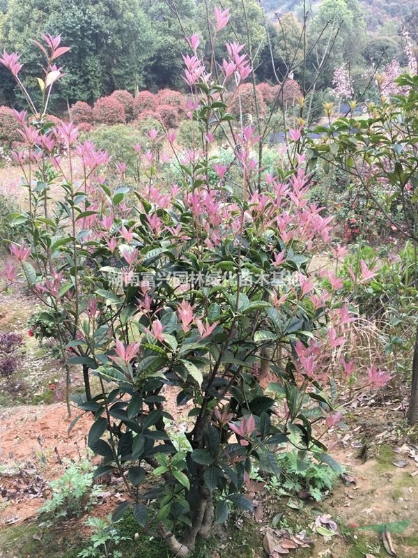 珍珠彩桂球批發(fā)，1米彩桂球價(jià)格，60厘米珍珠彩桂種植育苗基地
