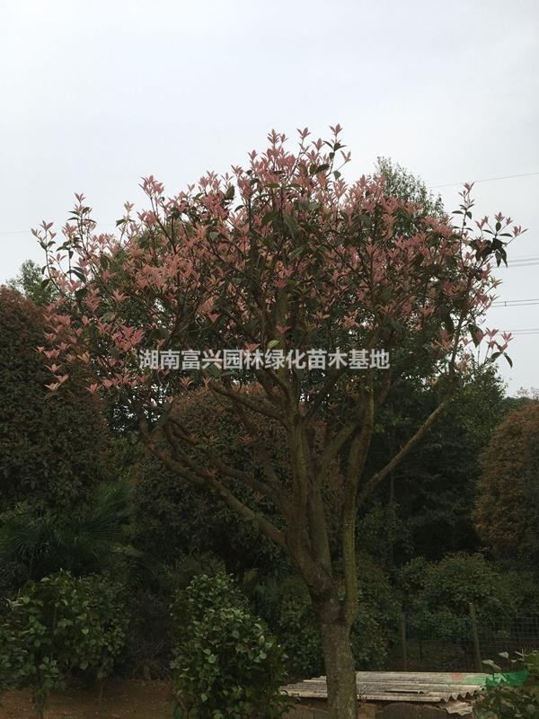 珍珠彩桂球批發(fā)，1米彩桂球價(jià)格，60厘米珍珠彩桂種植育苗基地