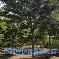 安徽地区供应8-18公分榉树