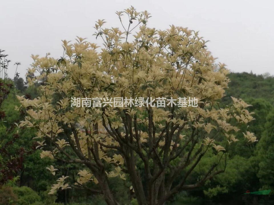 七彩桂花新品上市報價，七彩桂花變色條件，七彩桂花球有哪些規(guī)格