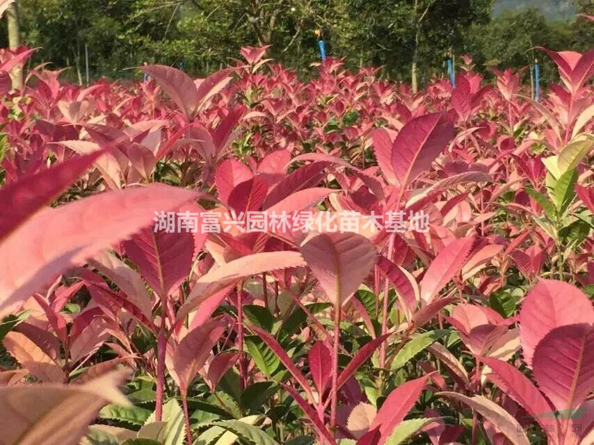 七彩桂花新品上市報價，七彩桂花變色條件，七彩桂花球有哪些規(guī)格